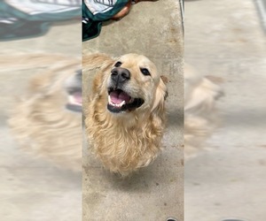 Golden Retriever Dogs for adoption in La Porte, IN, USA