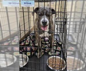 Staffordshire Bull Terrier-Unknown Mix Dogs for adoption in Texas City, TX, USA
