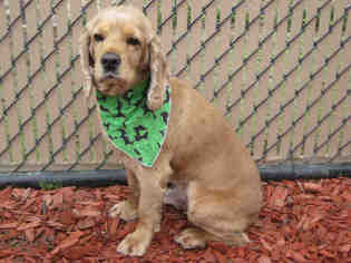 Cocker Spaniel Dogs for adoption in Norco, CA, USA