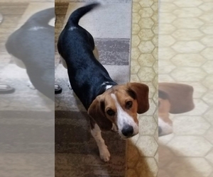 Beagle Dogs for adoption in Morganville, NJ, USA