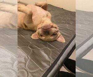 French Bulldog Dogs for adoption in Miami, FL, USA