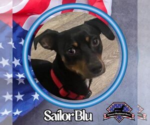 Dachshund Dogs for adoption in San Antonio, TX, USA