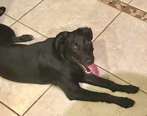 Borador Dogs for adoption in Clarkston, MI, USA