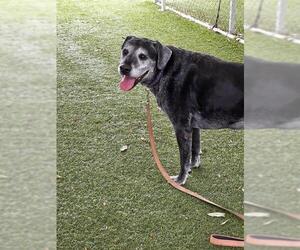 Boxer-Unknown Mix Dogs for adoption in Downey, CA, USA