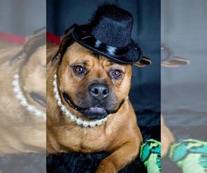 Boxer-Unknown Mix Dogs for adoption in Interlochen, MI, USA
