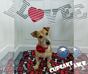 Jack Russell Terrier Dogs for adoption in Arcadia, FL, USA