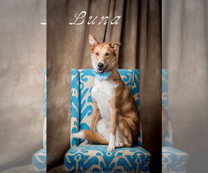 Collie-German Shepherd Dog Mix Dogs for adoption in North Myrtle Beach, SC, USA