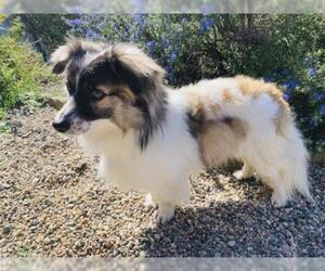 Pominese Dogs for adoption in Milpitas, CA, USA