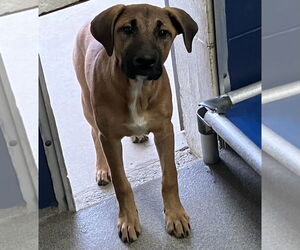 Black Mouth Cur-Unknown Mix Dogs for adoption in Sterling, MA, USA
