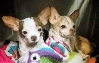 Chihuahua Dogs for adoption in Kansas City, MO, USA