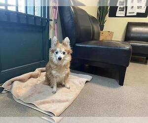 Chihuahua Dogs for adoption in Pasadena, CA, USA