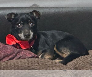 Dachshund-Unknown Mix Dogs for adoption in Weston, FL, USA