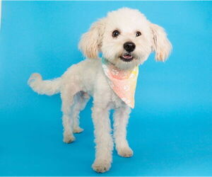 Poochon Dogs for adoption in phoenix, AZ, USA