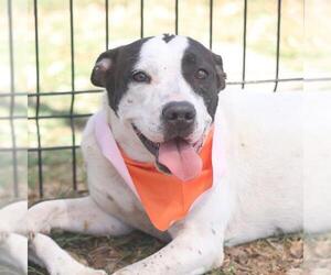 American Staffordshire Terrier-Unknown Mix Dogs for adoption in San Antonio, TX, USA