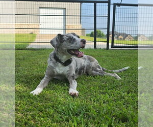 Medium Photo #1 Catahoula Leopard Dog-Unknown Mix Puppy For Sale in McKinney, TX, USA