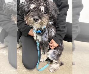 Poodle (Miniature) Dogs for adoption in Rosenberg, TX, USA