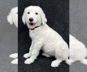 Great Pyrenees-Unknown Mix Dogs for adoption in Grafton, WI, USA