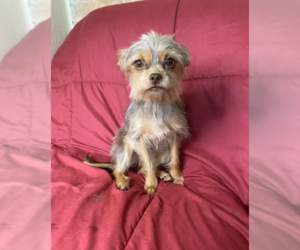 Chihuahua-Unknown Mix Dogs for adoption in Cranston, RI, USA