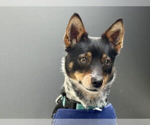 Chihuahua-Unknown Mix Dogs for adoption in Salt Lake City, UT, USA