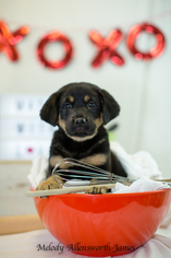 Labrador Retriever Dogs for adoption in north little rock, AR, USA