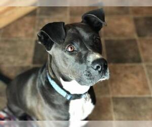 American Bulldog-Labrador Retriever Mix Dogs for adoption in Newton, KS, USA