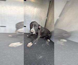 Mutt Dogs for adoption in San Antonio, TX, USA