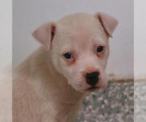 Mutt Dogs for adoption in San Antonio, TX, USA