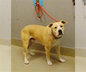 Staffordshire Bull Terrier-Unknown Mix Dogs for adoption in Las Vegas, NV, USA