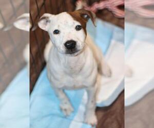Lab-Pointer Dogs for adoption in Mesa, AZ, USA