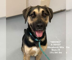 Shepweiller Dogs for adoption in garner, NC, USA