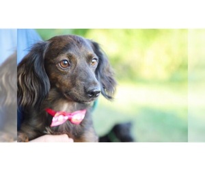 Dachshund Dogs for adoption in Brooklyn Center, MN, USA