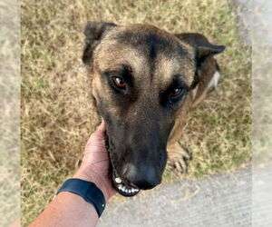 Mutt Dogs for adoption in San Bernardino, CA, USA