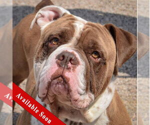 Bulldog Dogs for adoption in Huntley, IL, USA
