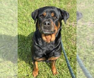 Rottweiler Dogs for adoption in Fort Lauderdale, FL, USA