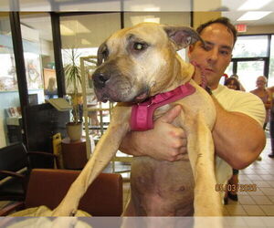 American Pit Bull Terrier-Unknown Mix Dogs for adoption in Ocala, FL, USA