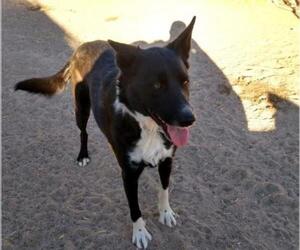 Collie Dogs for adoption in Golden Valley, AZ, USA