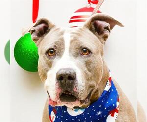 American Pit Bull Terrier-Unknown Mix Dogs for adoption in Sanford, FL, USA