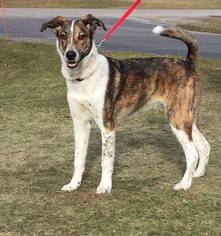 Mutt Dogs for adoption in Traverse City, MI, USA
