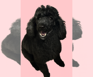 Poodle (Standard) Dogs for adoption in San Diego , CA, USA