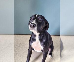 Rat Terrier-Unknown Mix Dogs for adoption in Newton, NC, USA