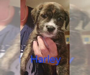 Havanese Dogs for adoption in Mt. Laurel, NJ, USA