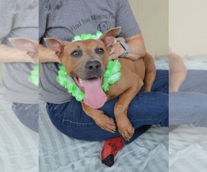 Mutt Dogs for adoption in McKinney, TX, USA