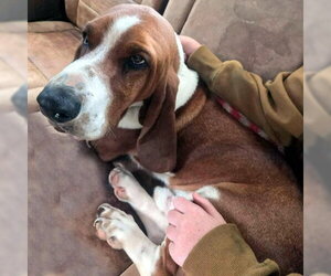 Basset Hound Dogs for adoption in Deepwater, NJ, USA