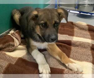 German Shepherd Dog-Unknown Mix Dogs for adoption in Visalia, CA, USA