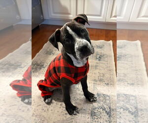 Bulldog-Unknown Mix Dogs for adoption in Tarrytown, GA, USA