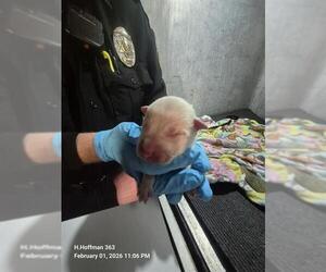 American Staffordshire Terrier-Unknown Mix Dogs for adoption in San Antonio, TX, USA