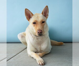 Carolina Dog Dogs for adoption in Pasadena, CA, USA