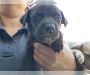 Staffordshire Bull Terrier-Unknown Mix Dogs for adoption in Houston, TX, USA