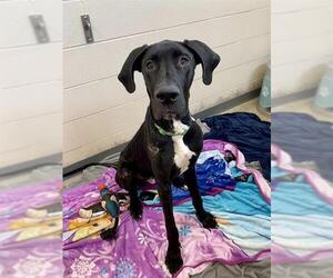 Great Dane Dogs for adoption in Fort Wayne, IN, USA
