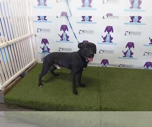 American Pit Bull Terrier-Labrador Retriever Mix Dogs for adoption in Orlando, FL, USA